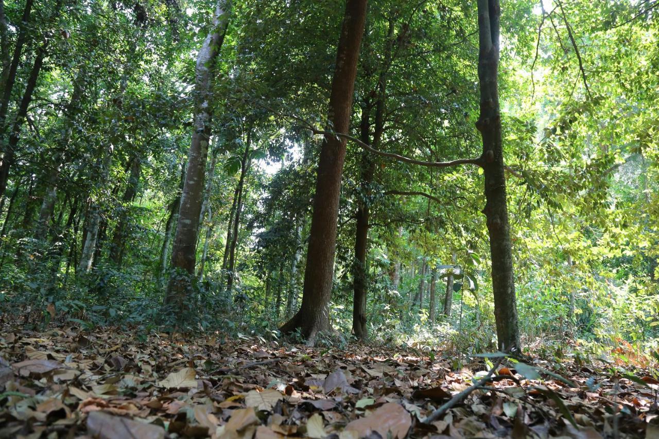 The Mana-Heritage Stay - Chengazhimattam Mana Kottayam Eksteriør billede