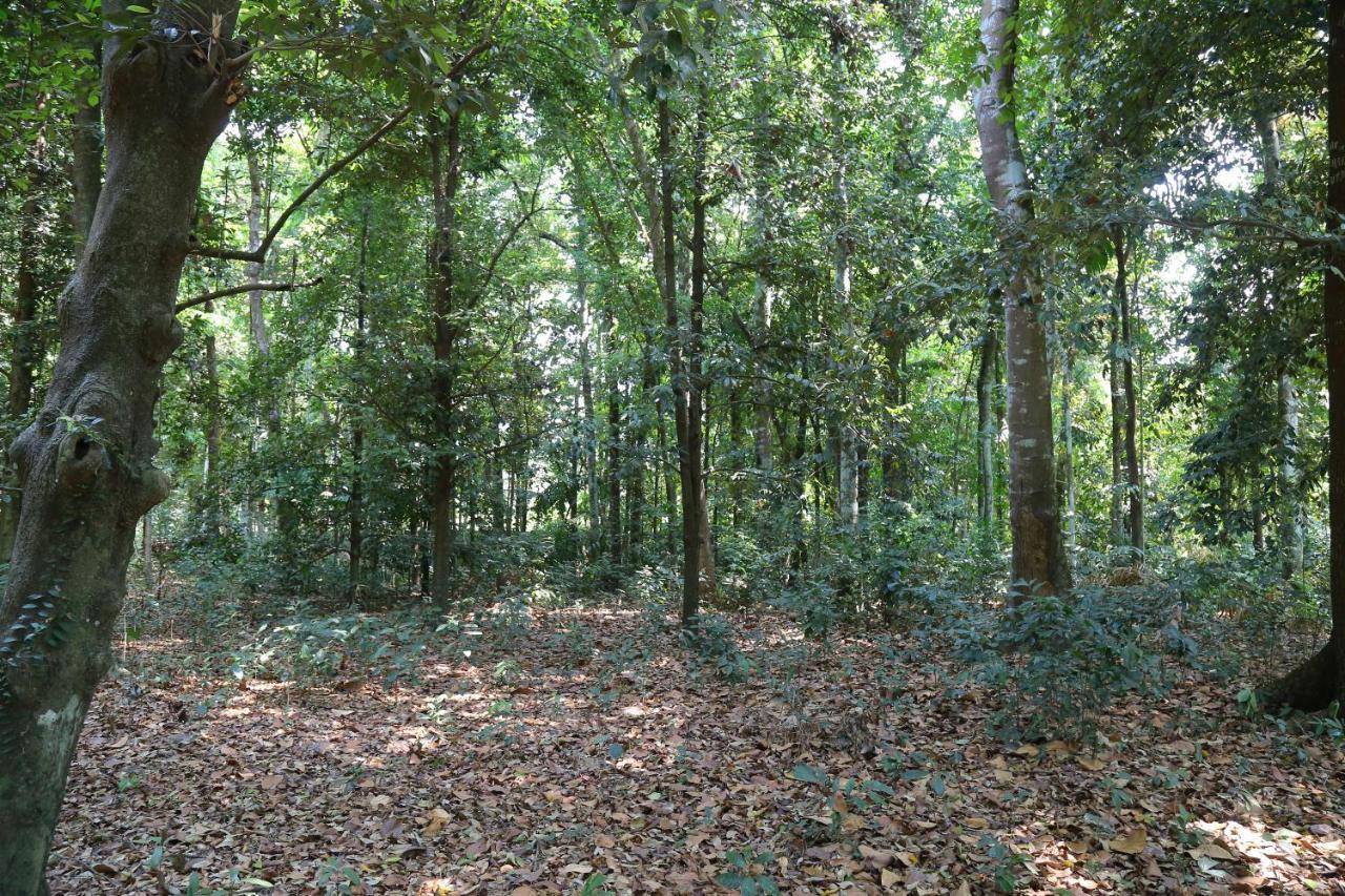 The Mana-Heritage Stay - Chengazhimattam Mana Kottayam Eksteriør billede